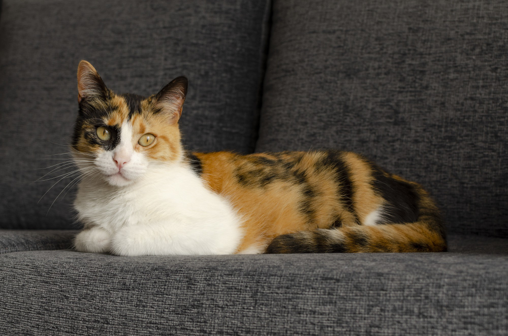 domestic cat