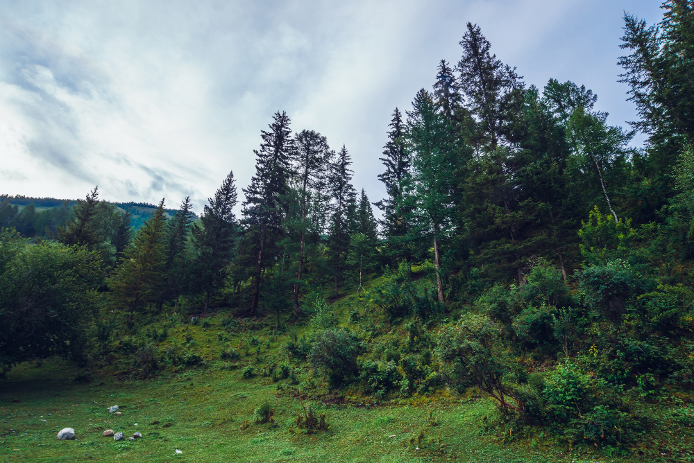 forest