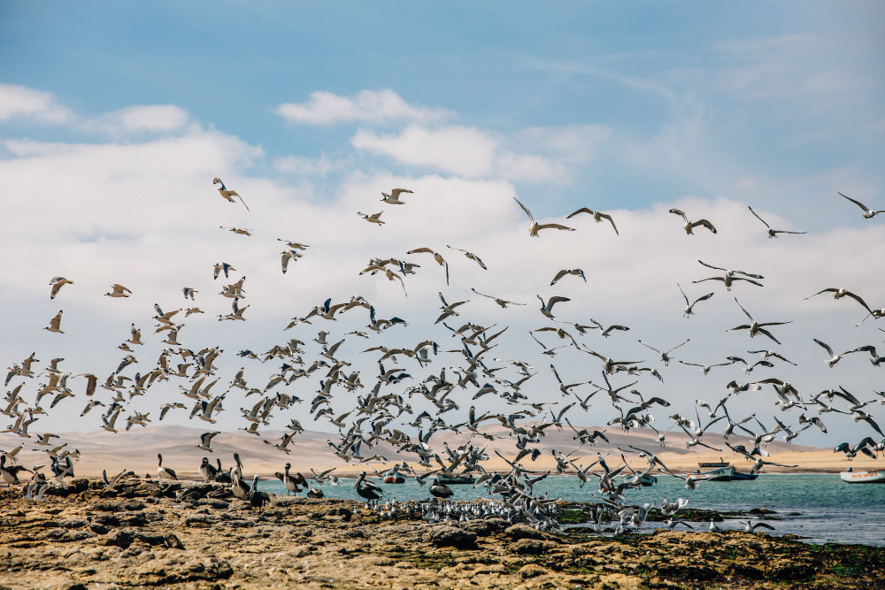 bird flock
