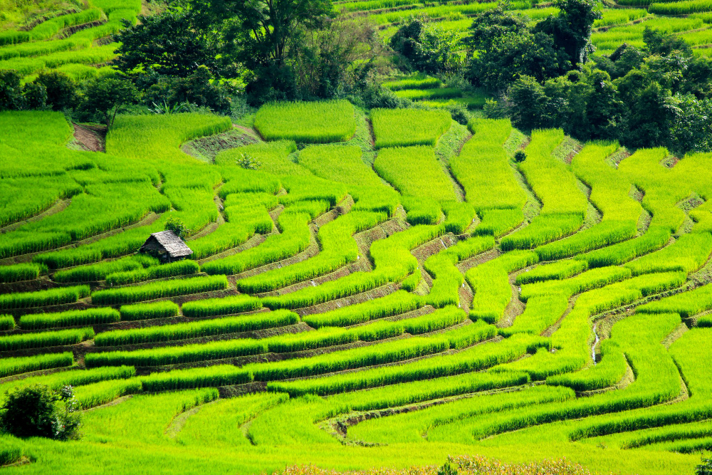 terraced hillside