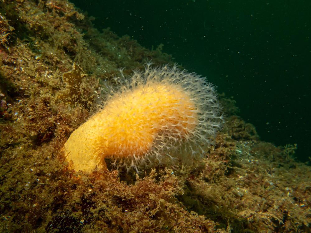 sea sponge