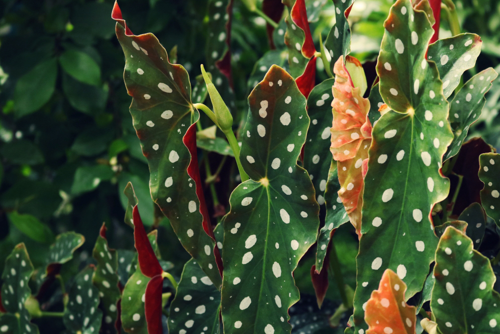 carnivorous plants
