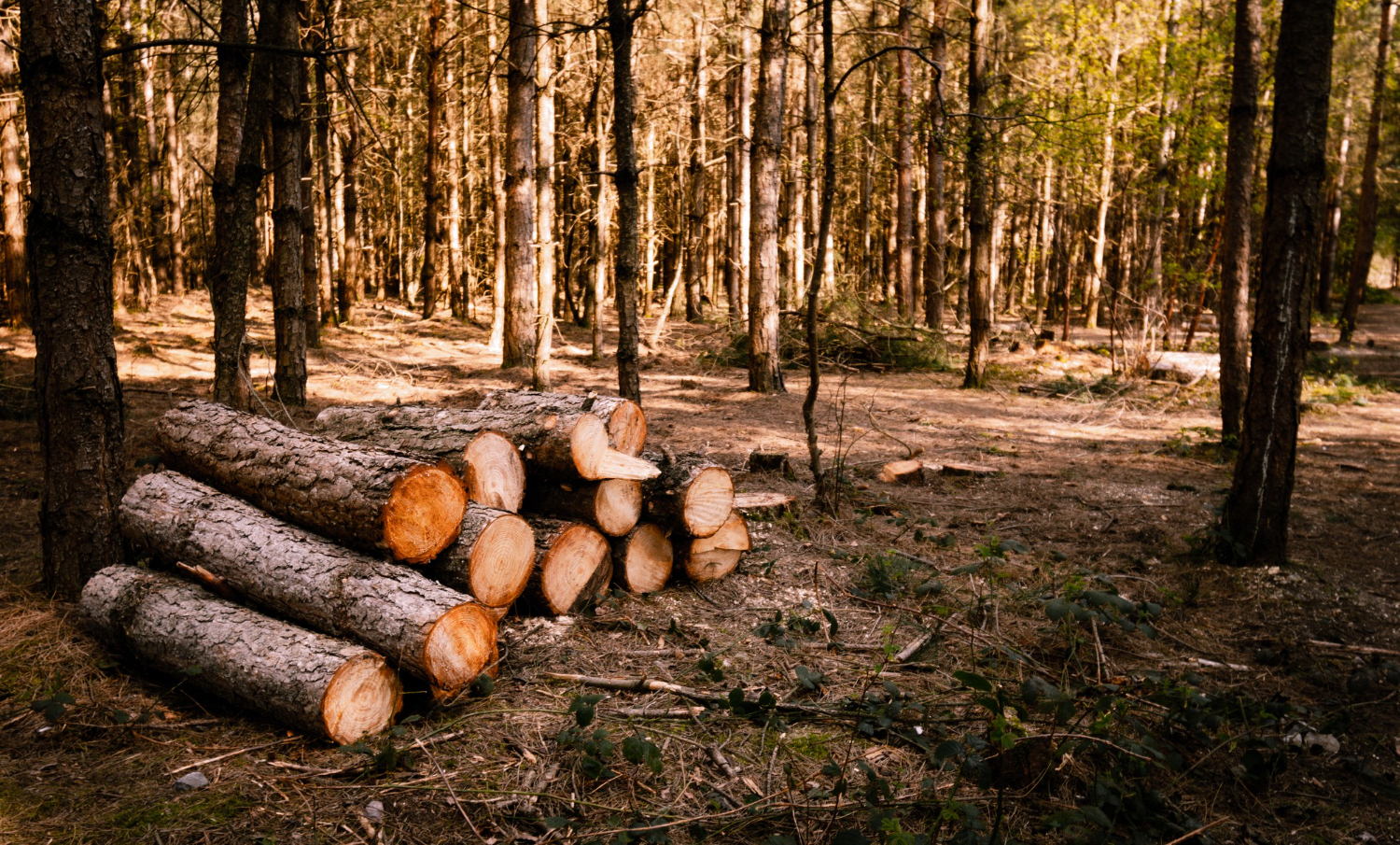woodland