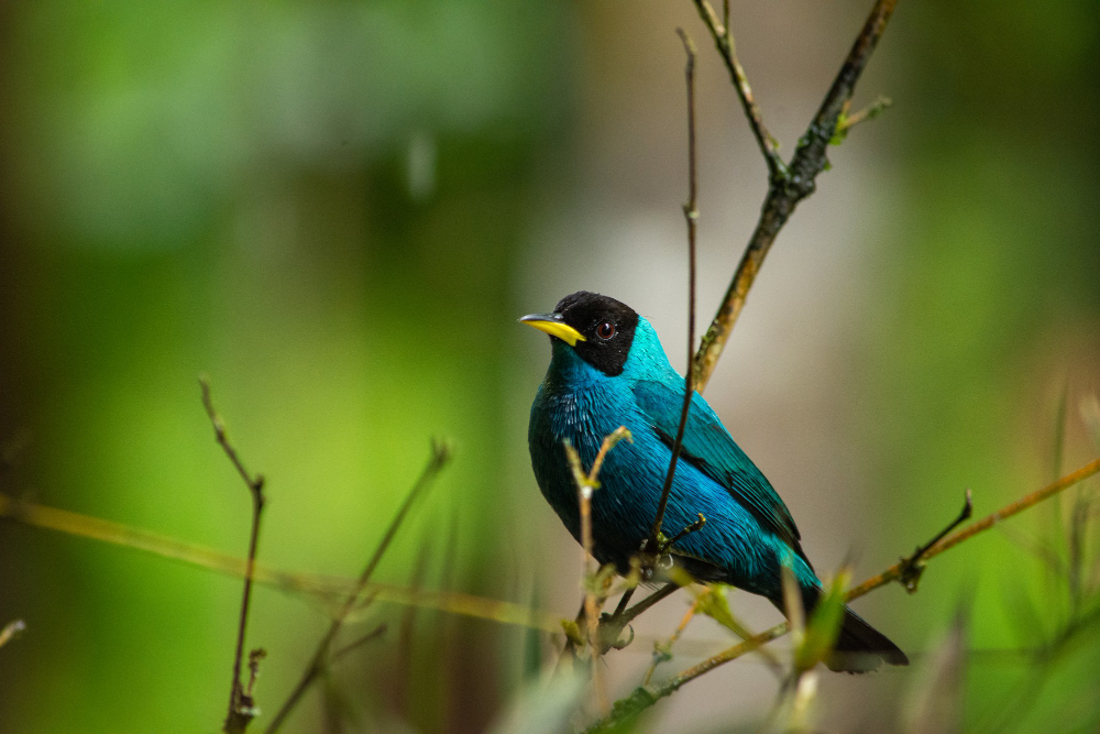 bird