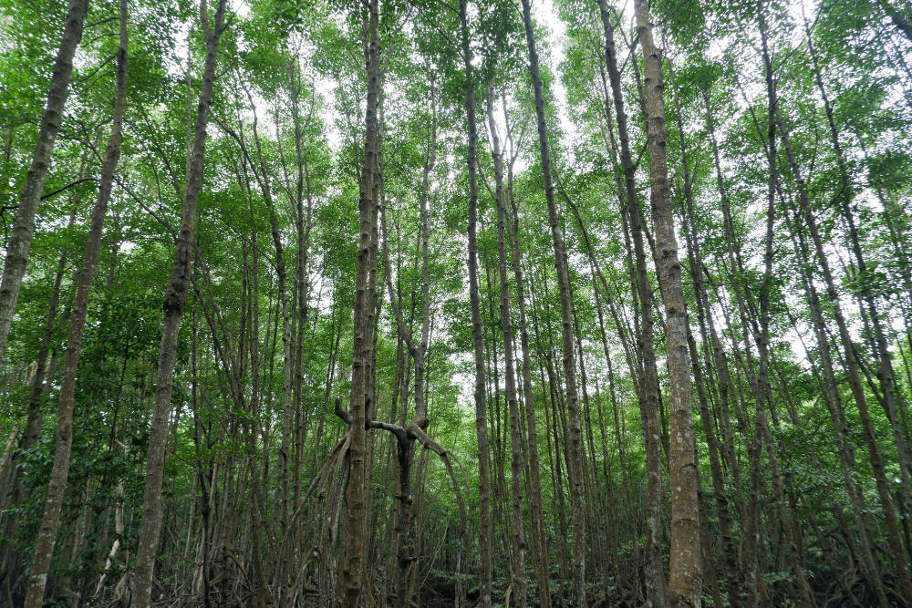 Tall tree forest