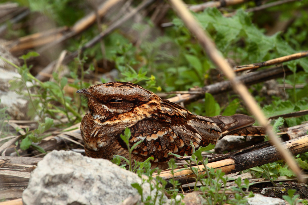 animal camouflage