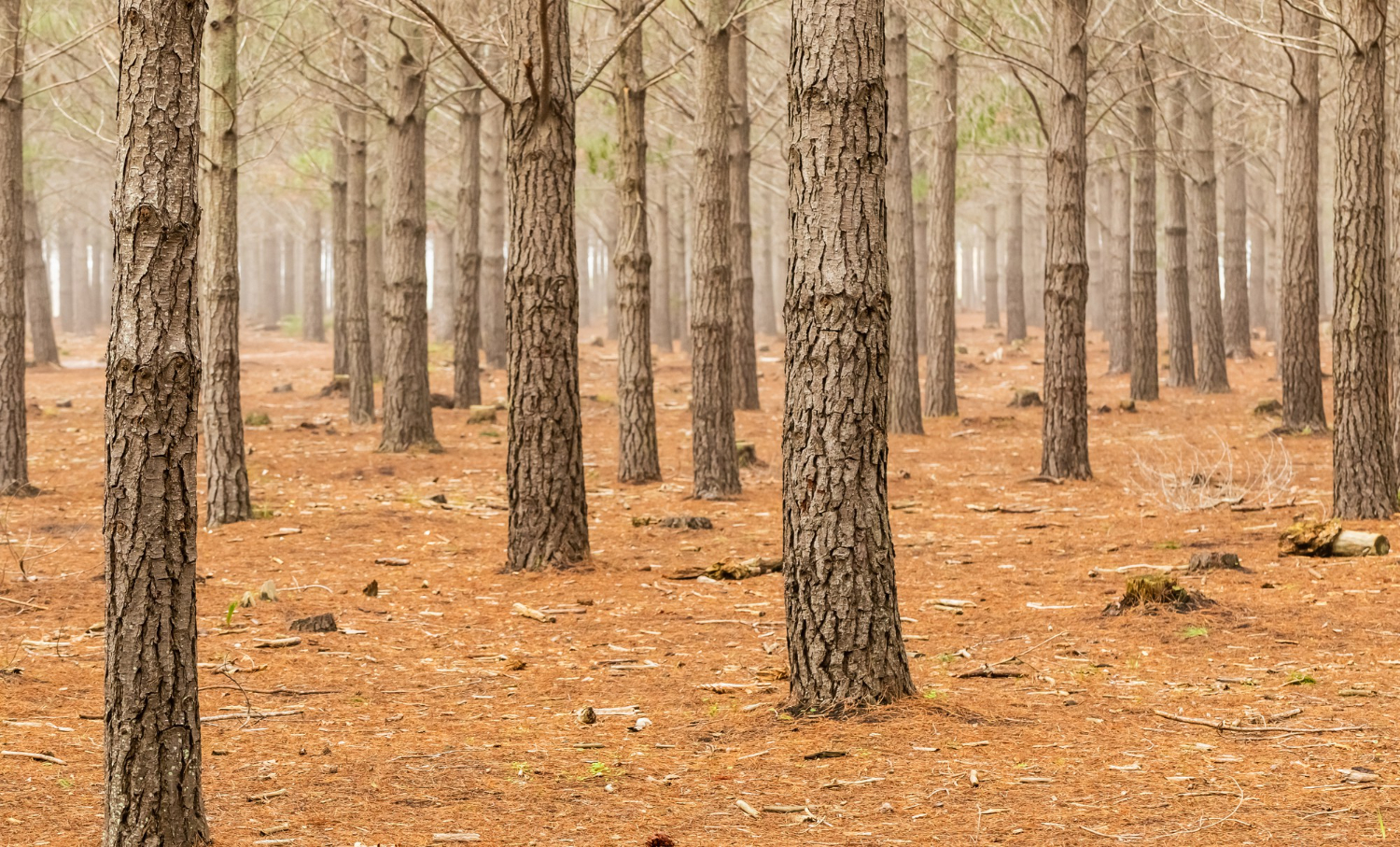 woodland