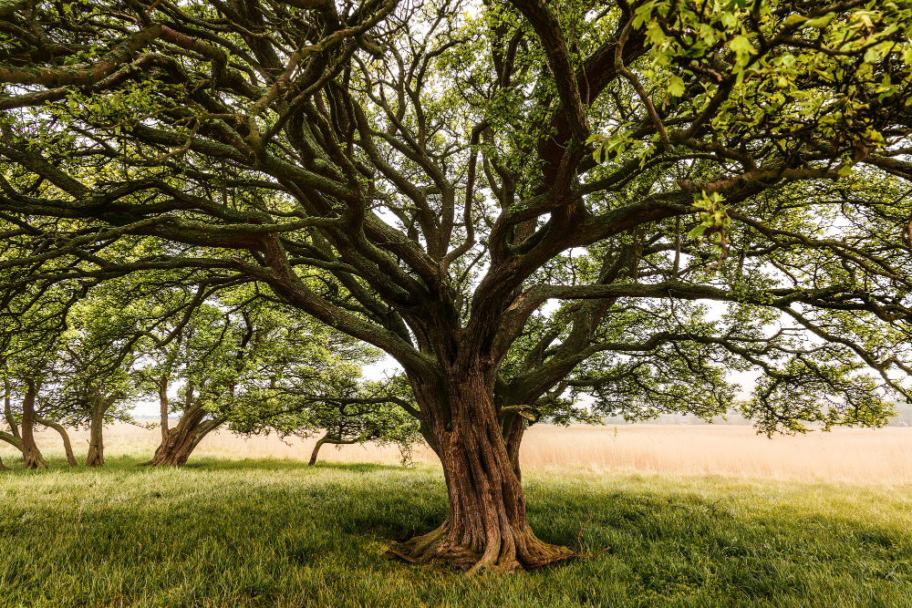 cork oak tree