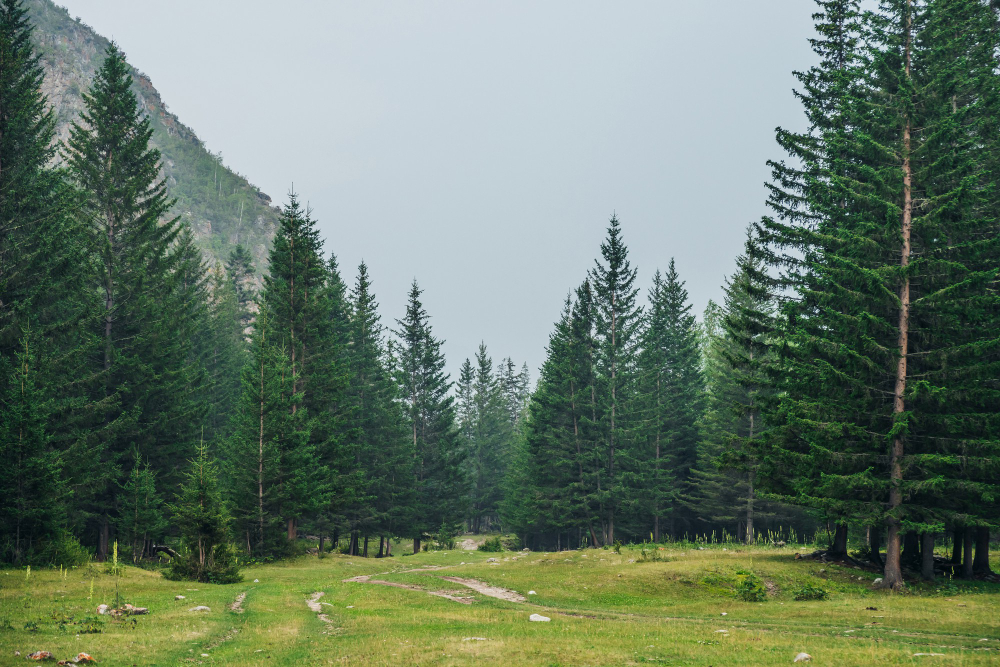 Treeline