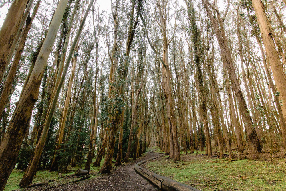 Tall tree forest