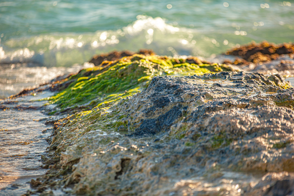 seaweed rocks