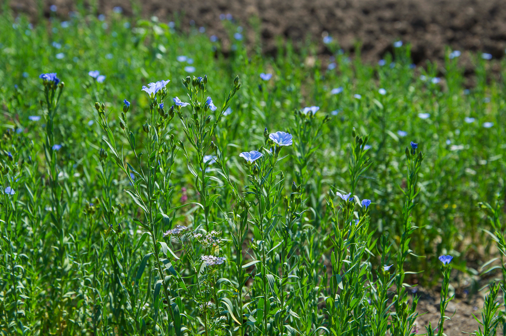 flax plants