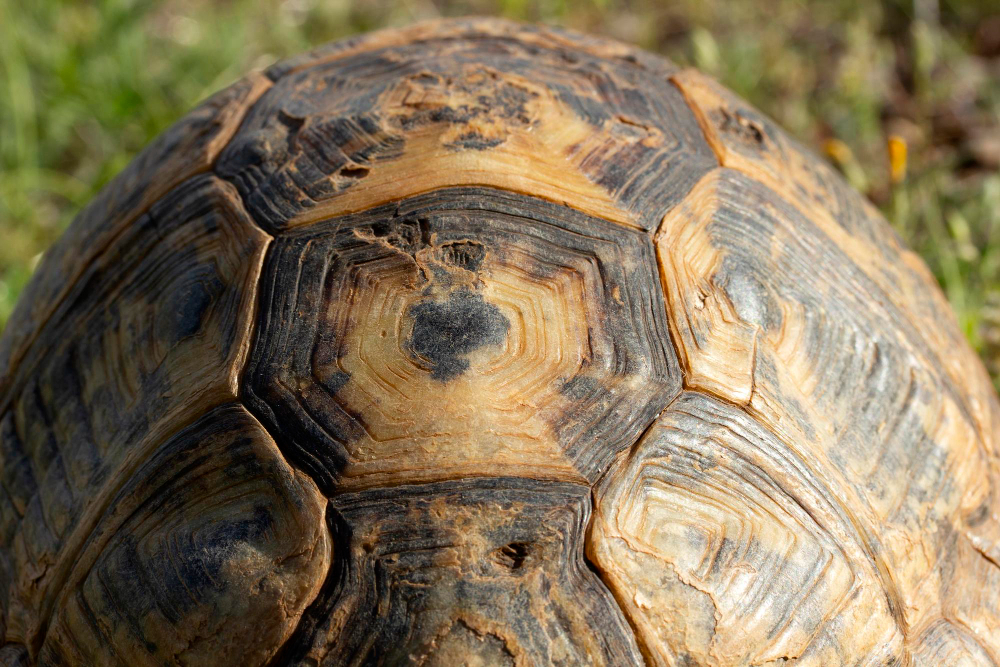 Turtle's Shell