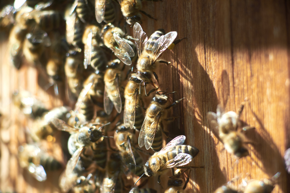 Beehive