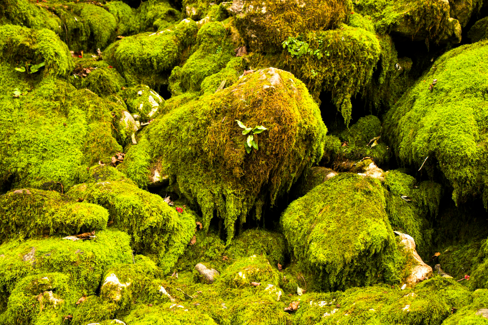 moss