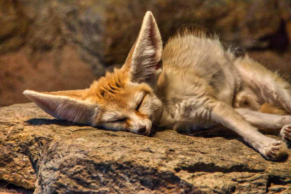 sleeping animal