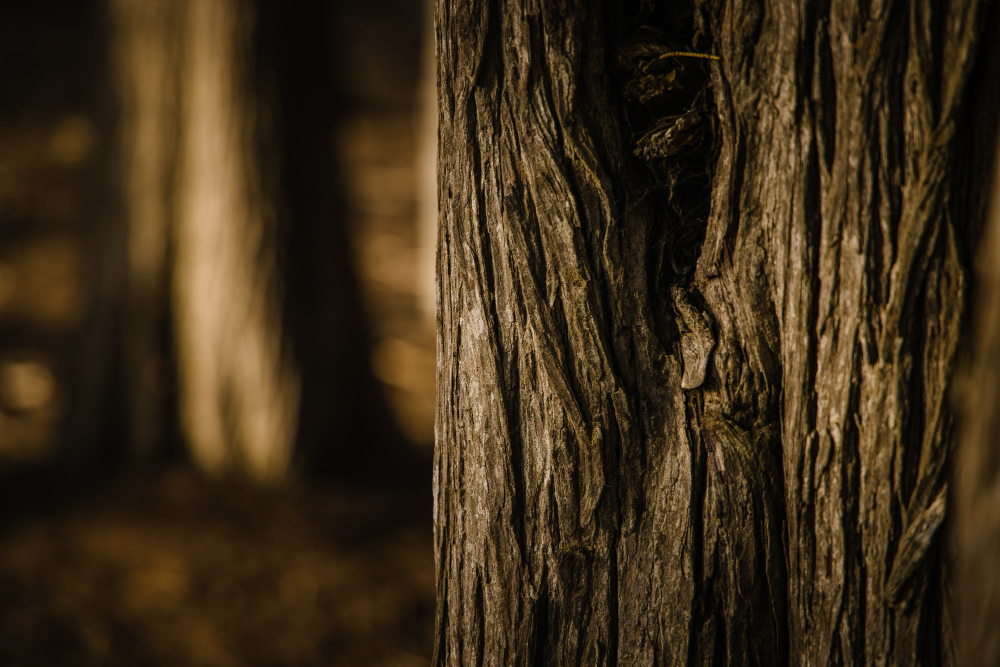 Wood