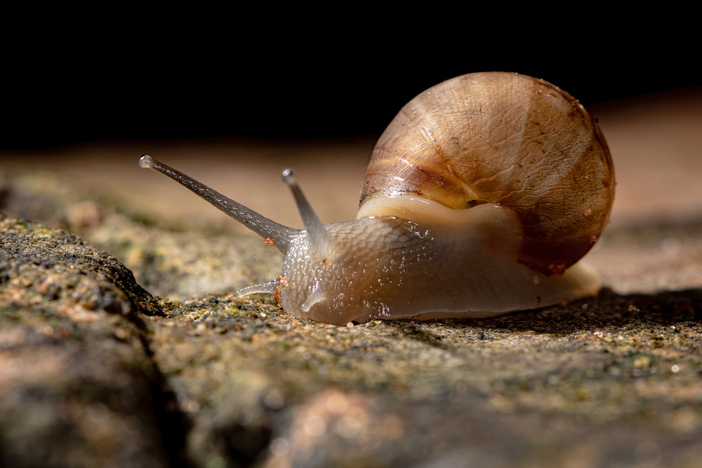 Snail