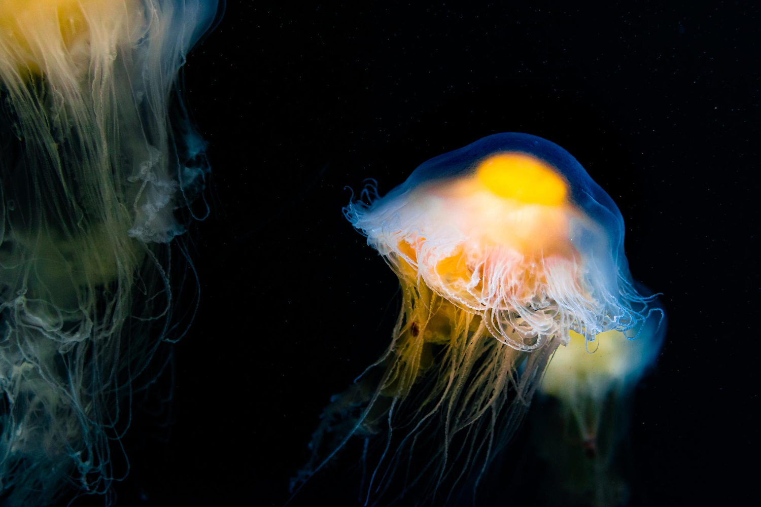 Jellyfish