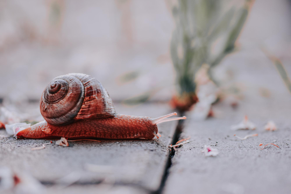 Snail