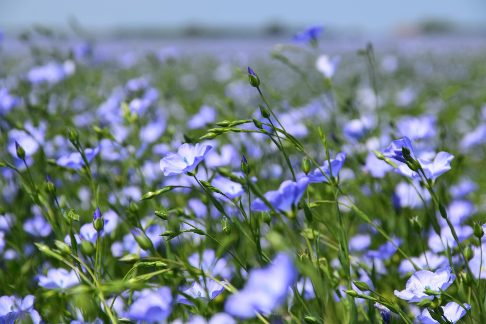 flax plants