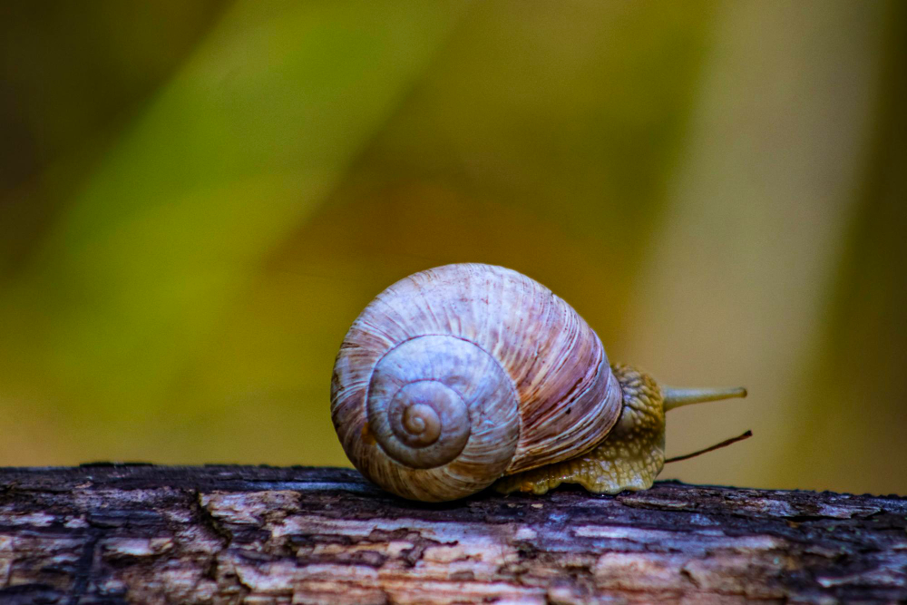 Snail