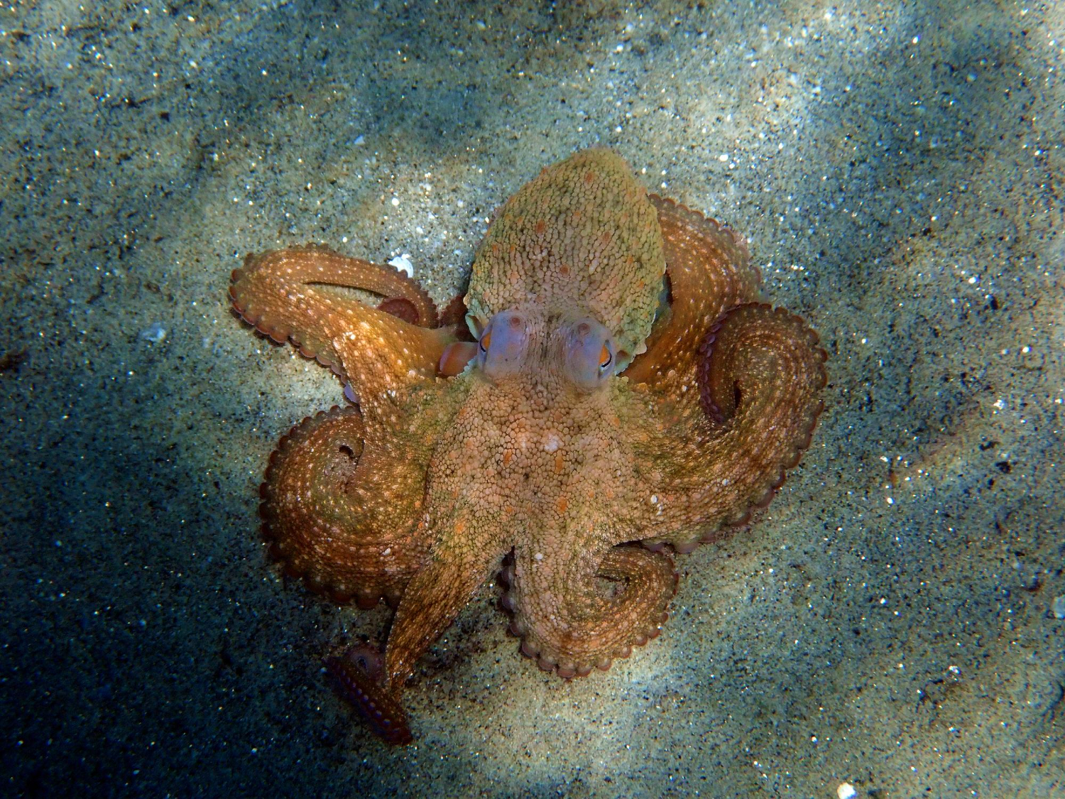 octopus
