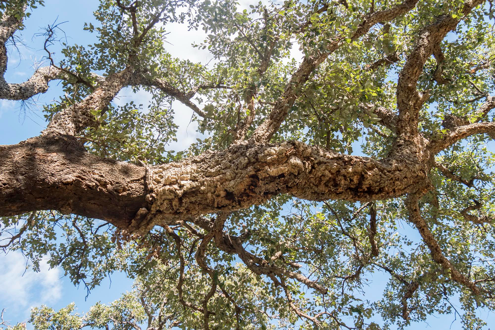 cork oak tree