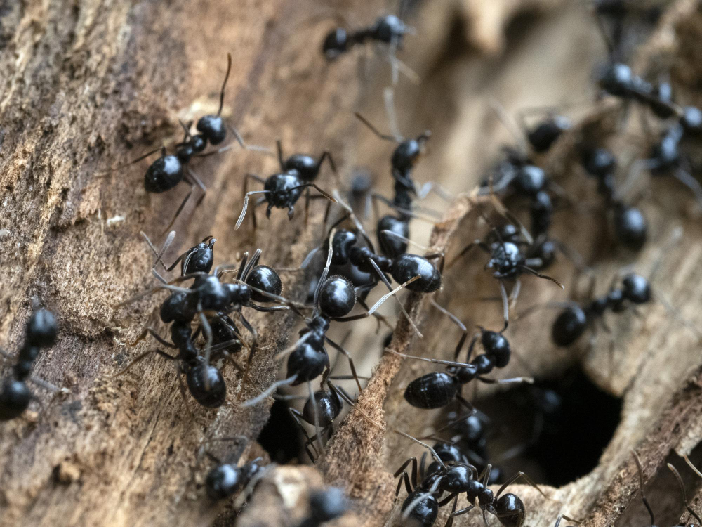 ants