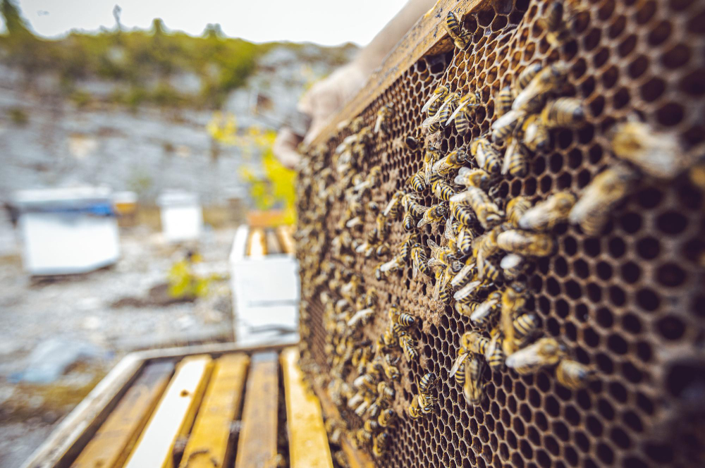Beehive