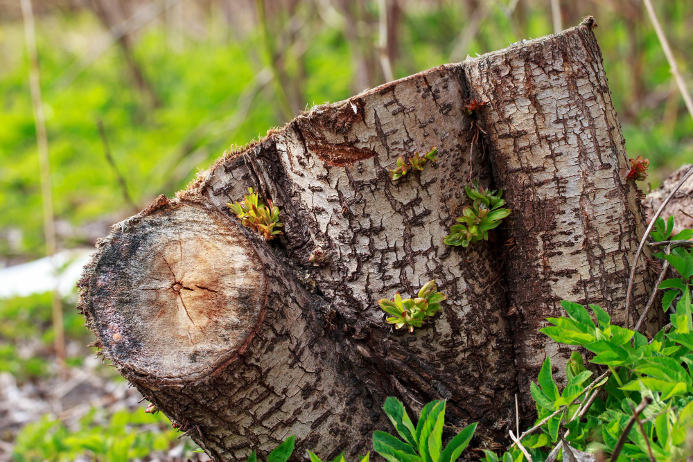Wood
