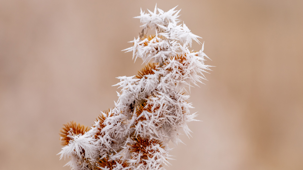 frost