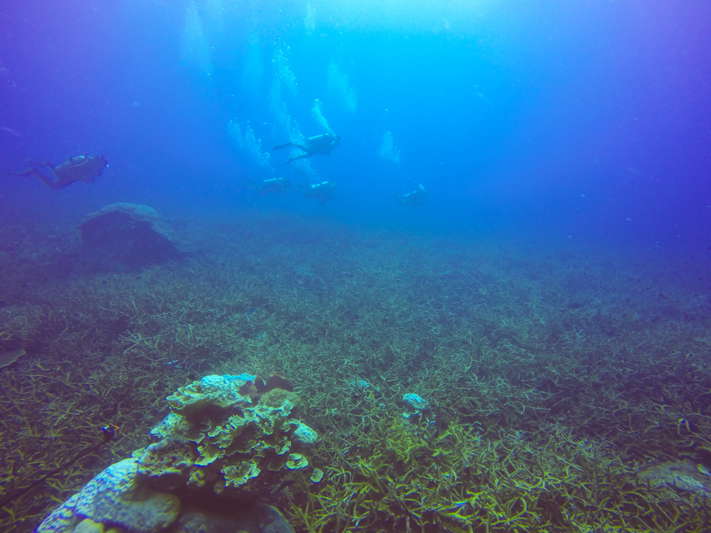 Coral Reef