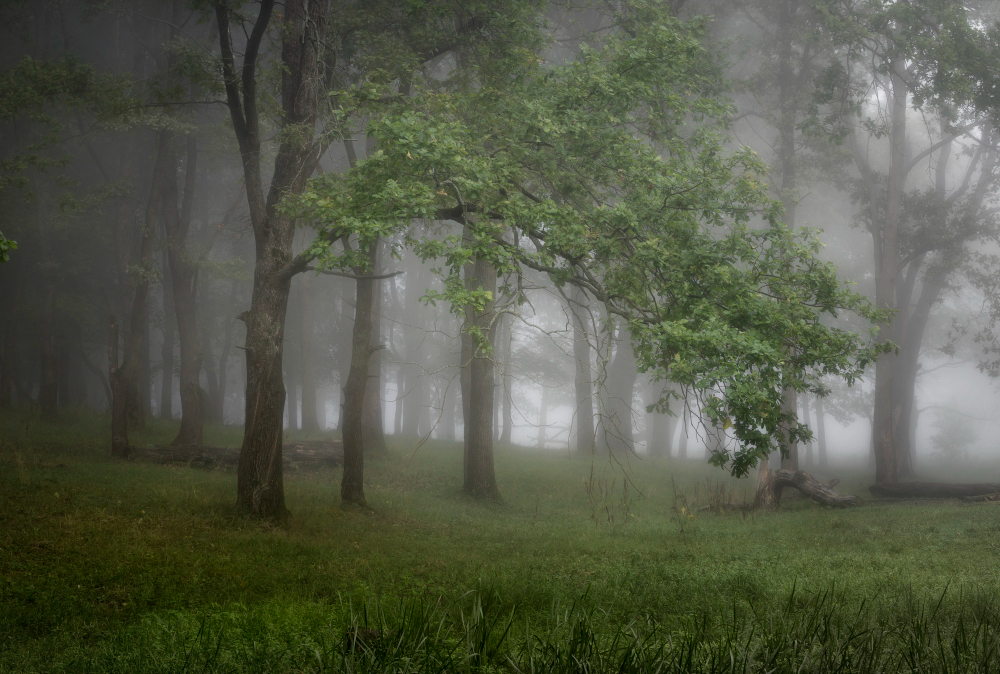 Treeline