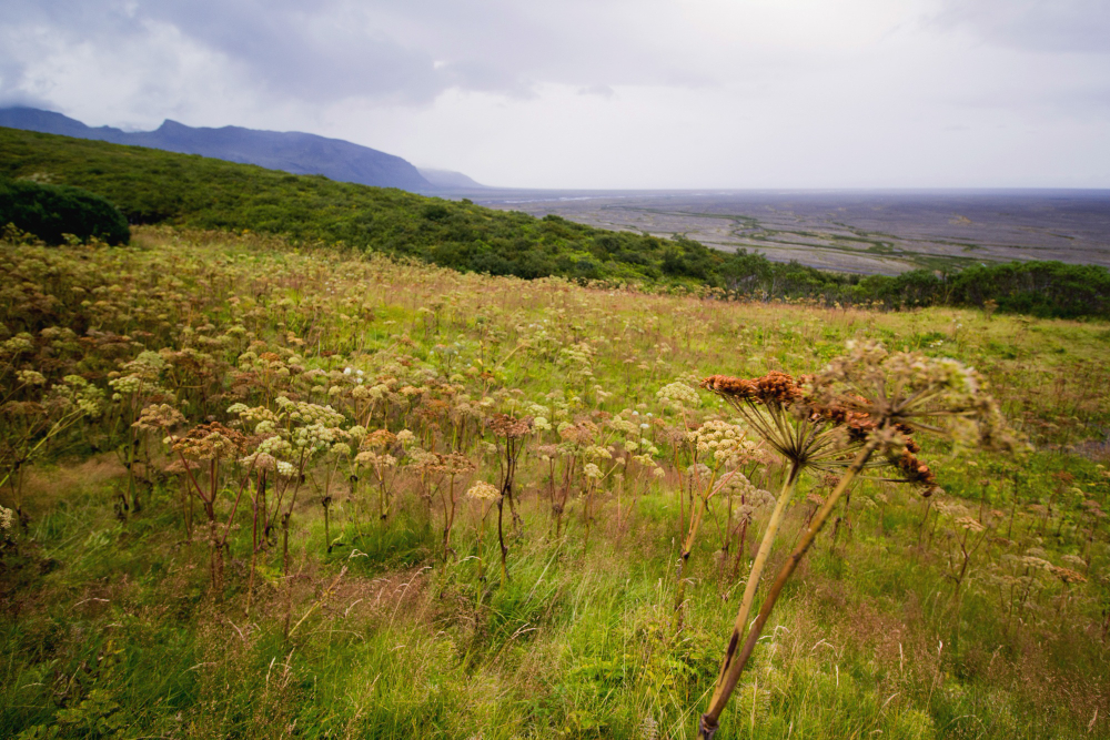 Landscape