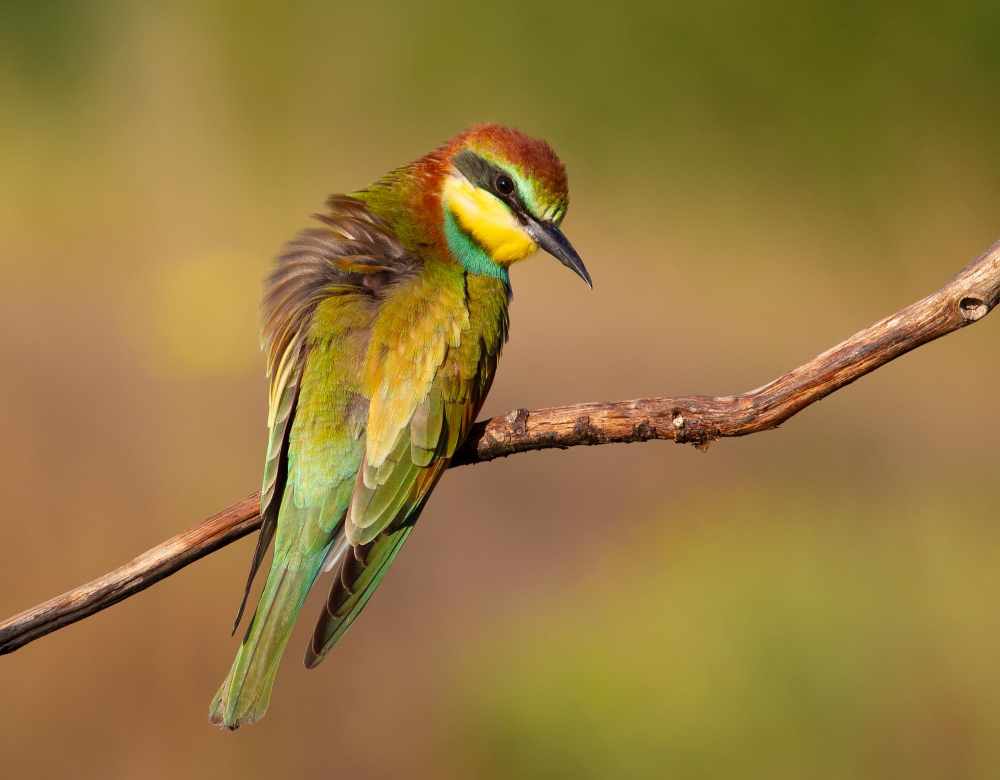 bird
