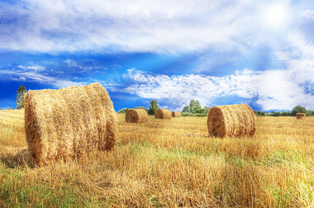 haymaking field