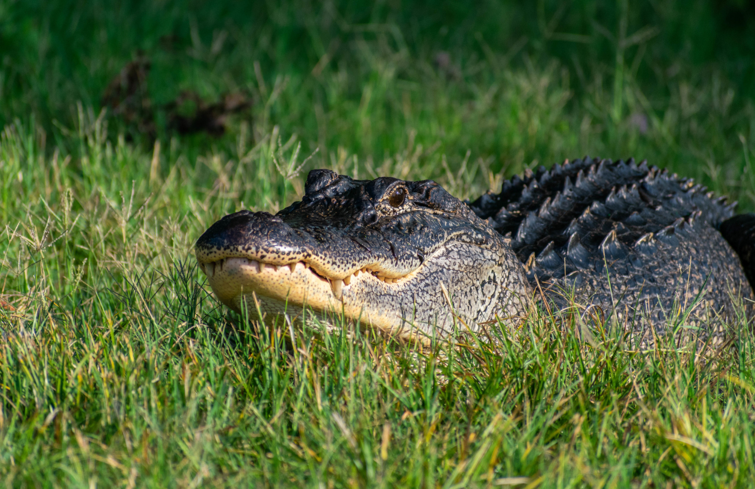 Alligator