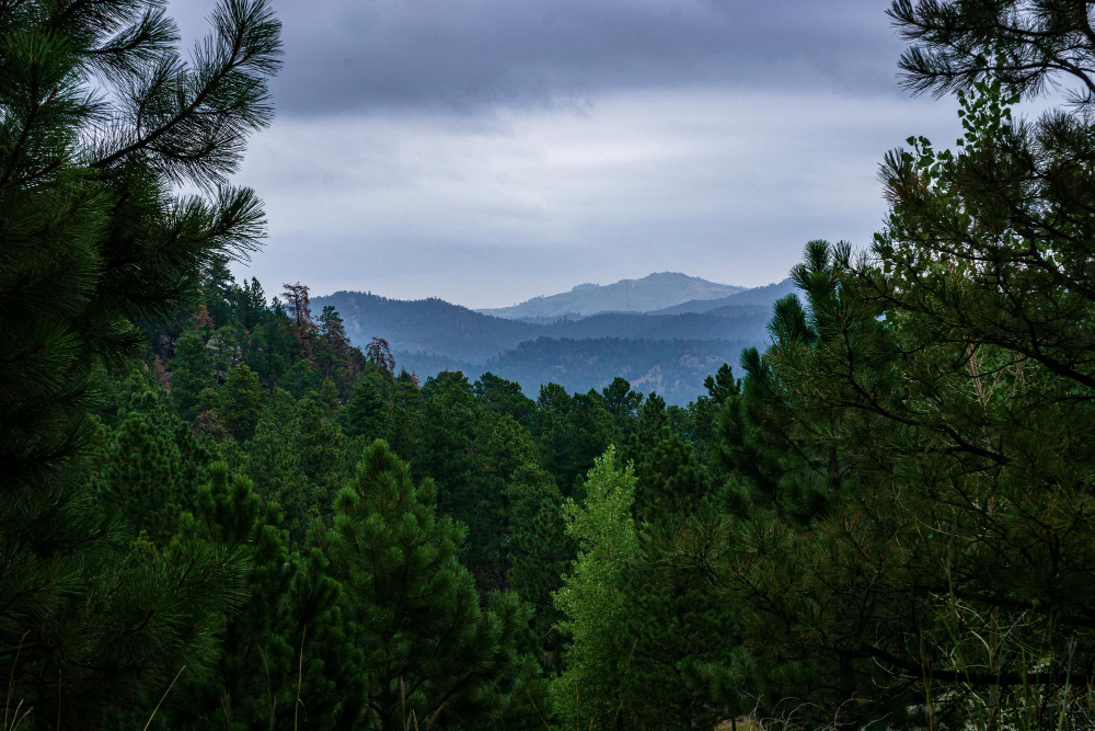 forest