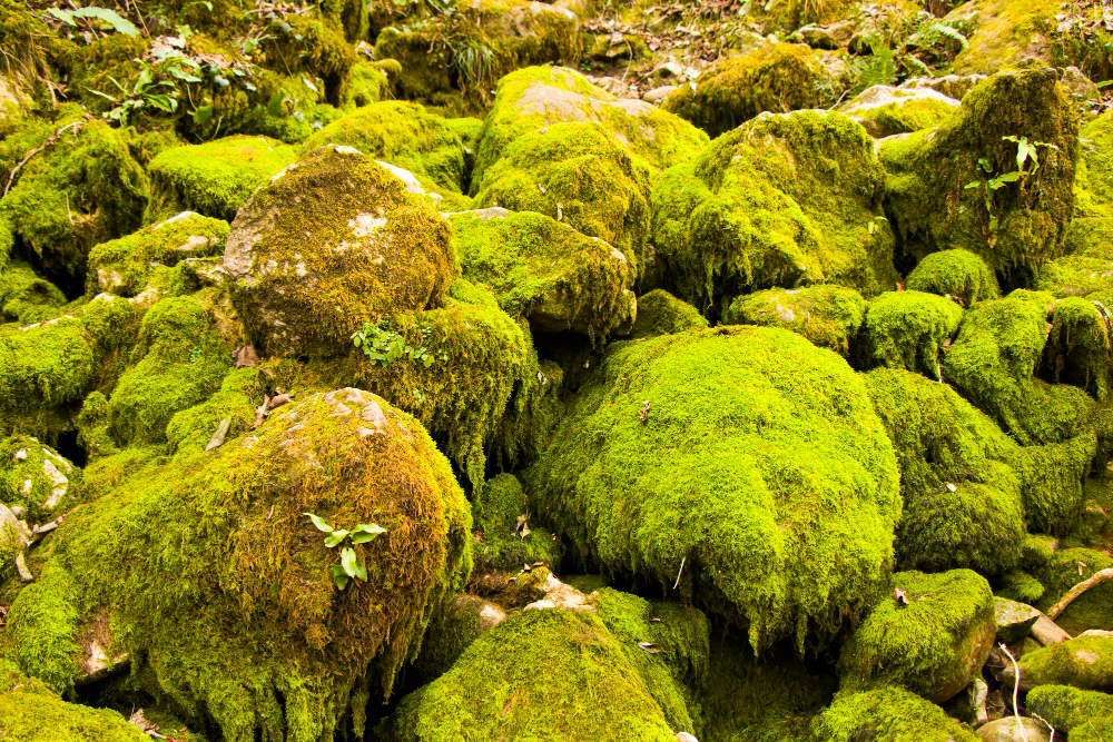 moss