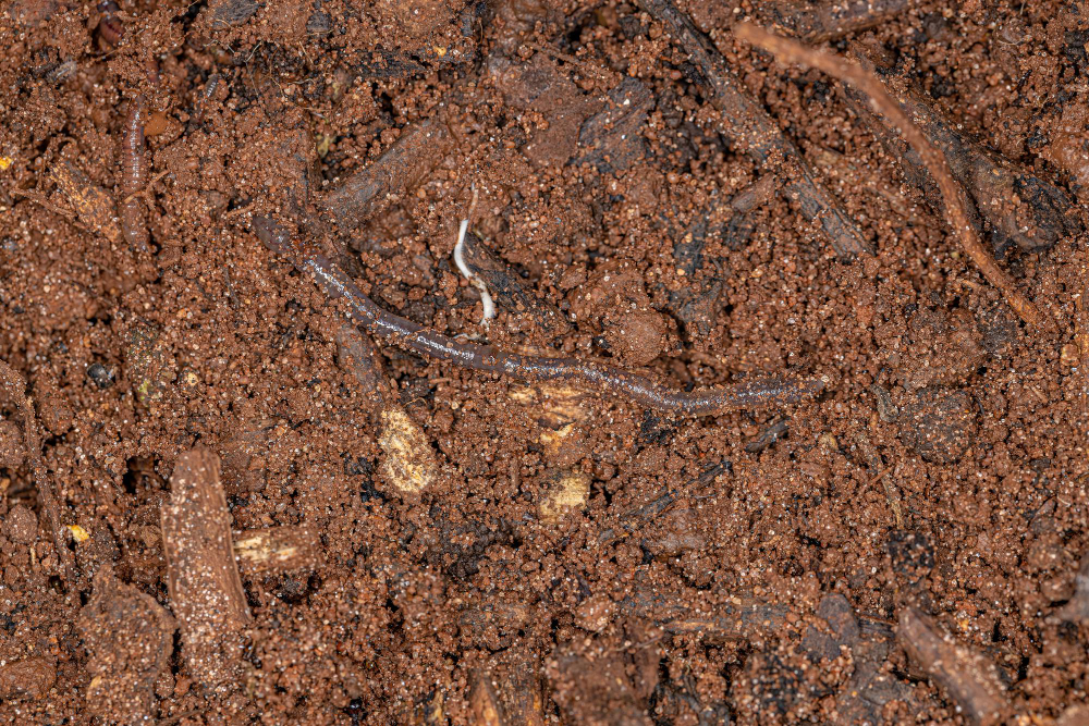 earthworm