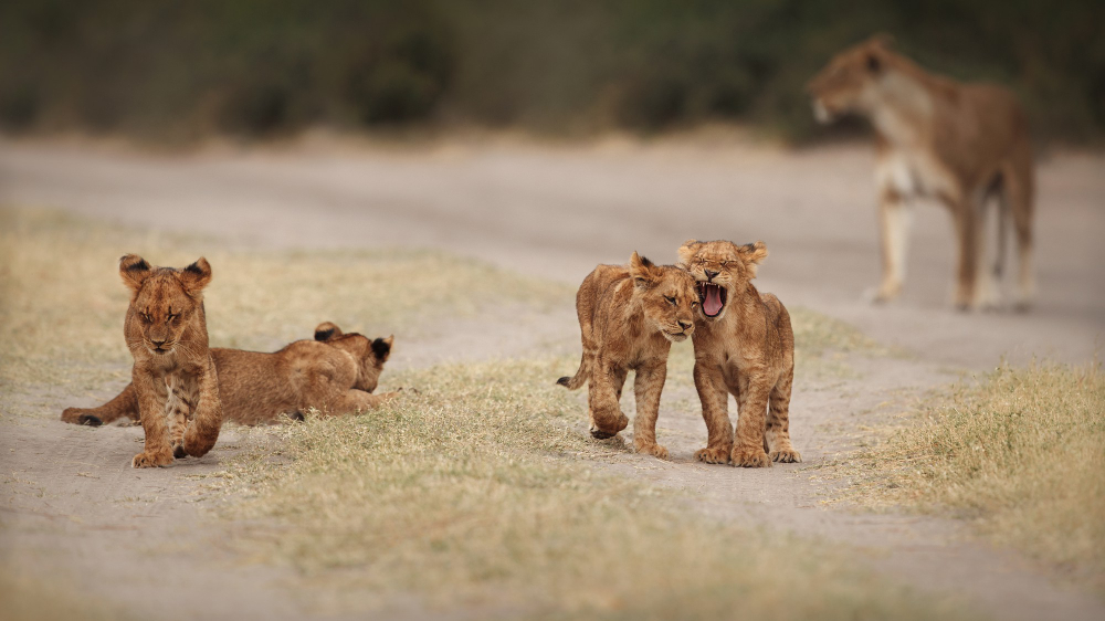 young animals playing