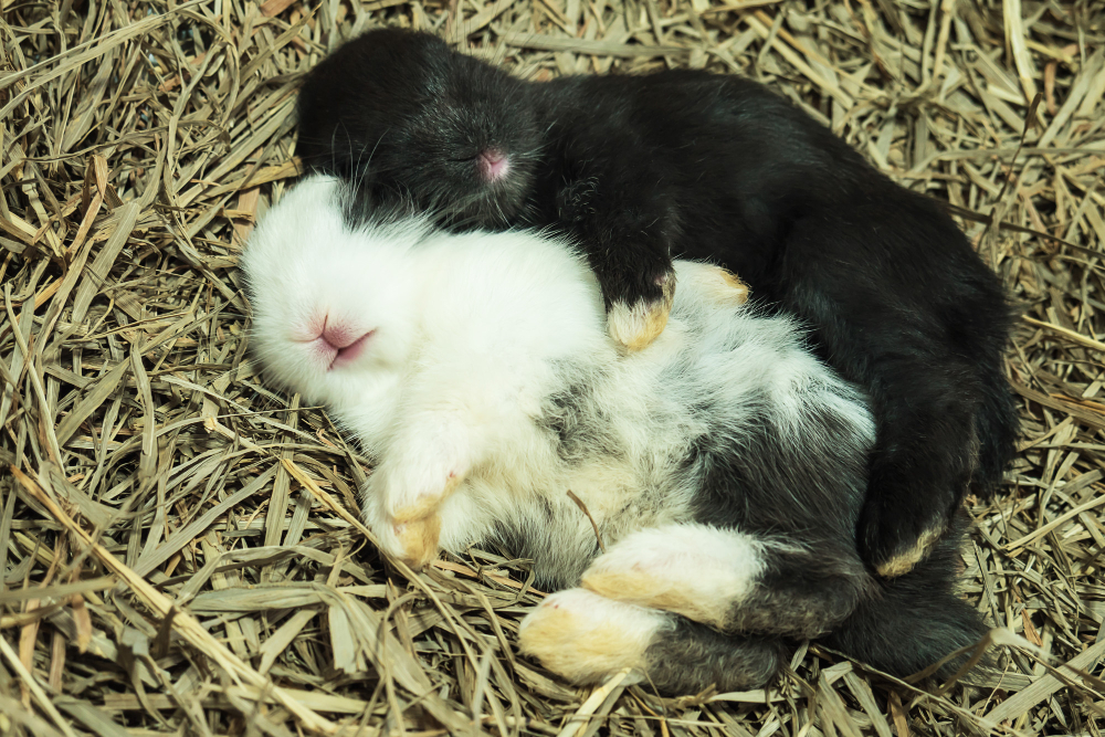 sleeping animal