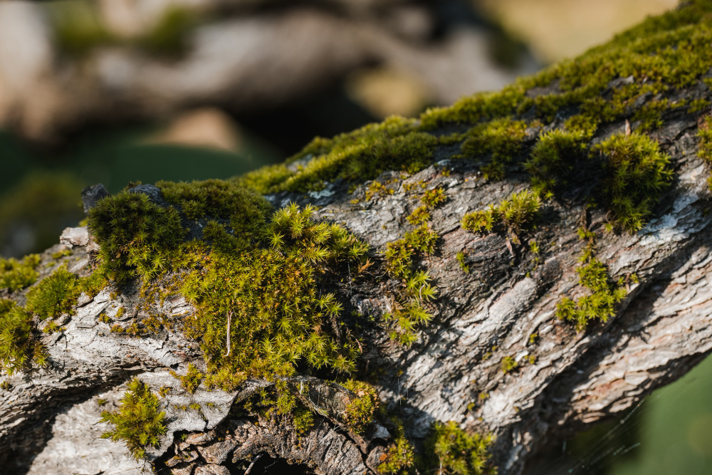 lichen rock