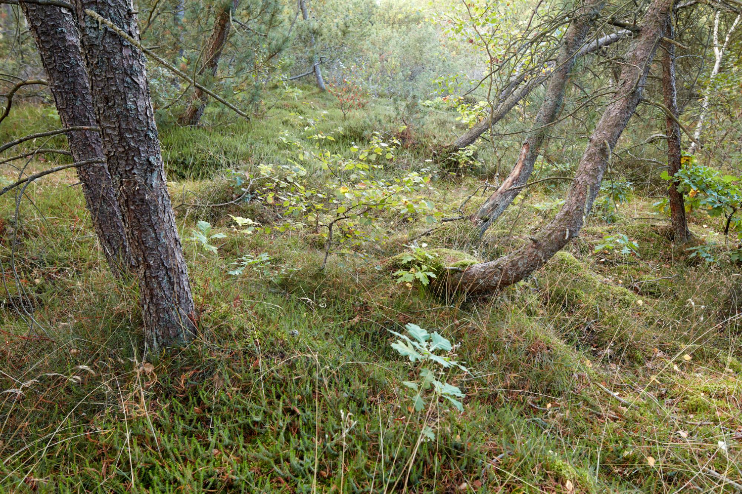 woodland