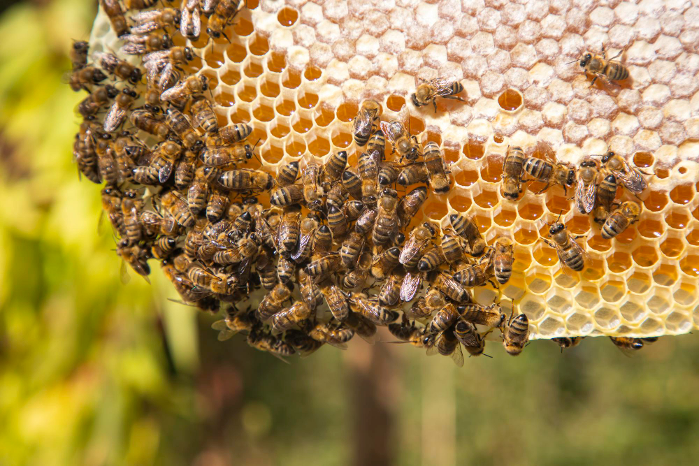 Beehive