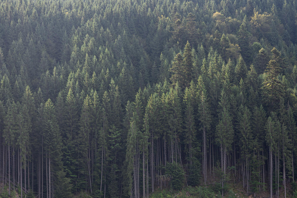 Tall tree forest