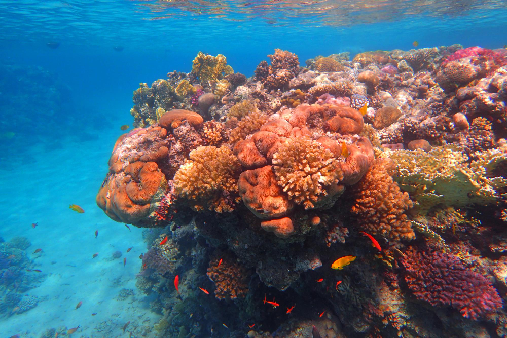 Coral Reef