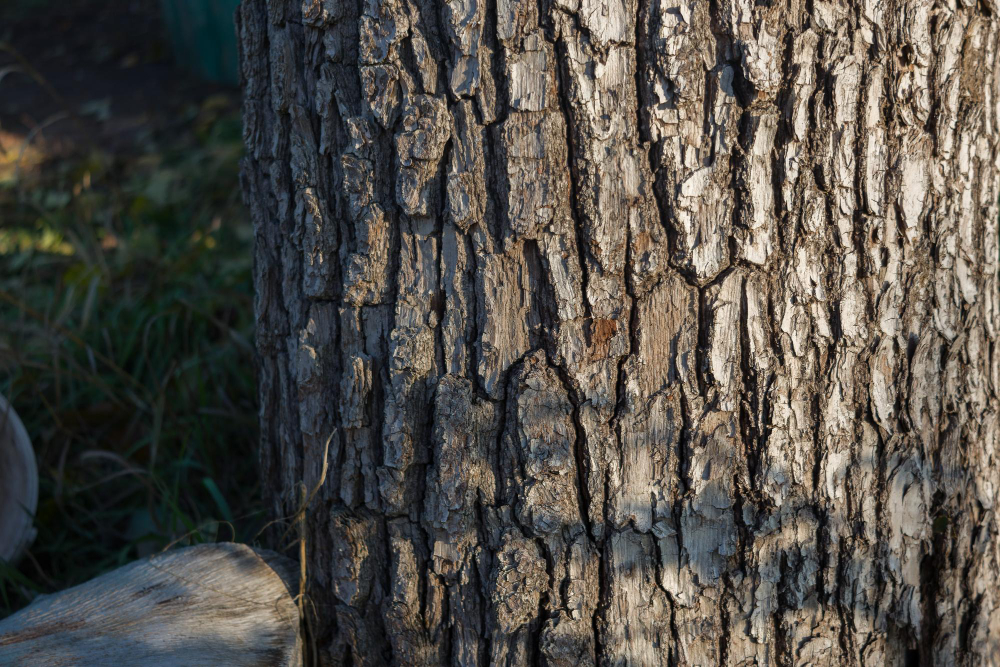 Wood