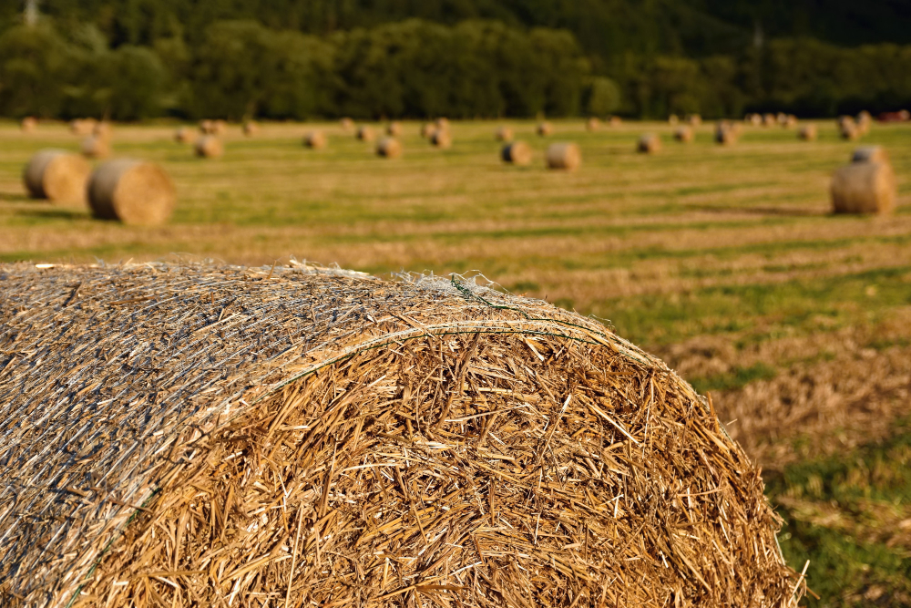 haymaking field
